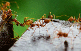 list_thumbnail_alt