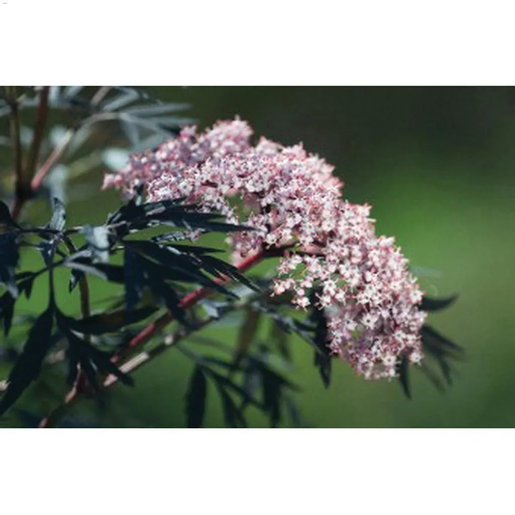 250 cm Black Lace Elder 2 gal Shrub