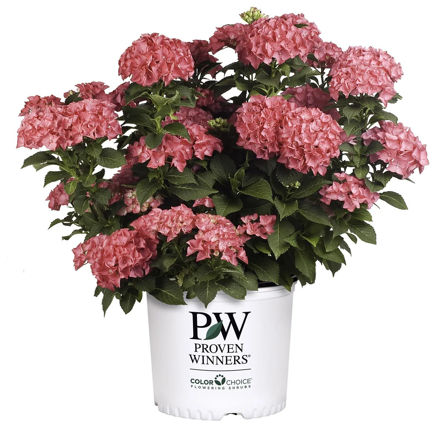 Cityline Paris Big Leaf Hydrangea PW 2G