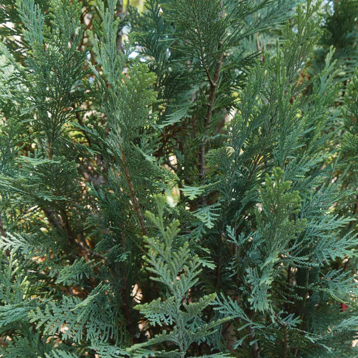False Cypress Pinpoint Blue (Pw) 2G