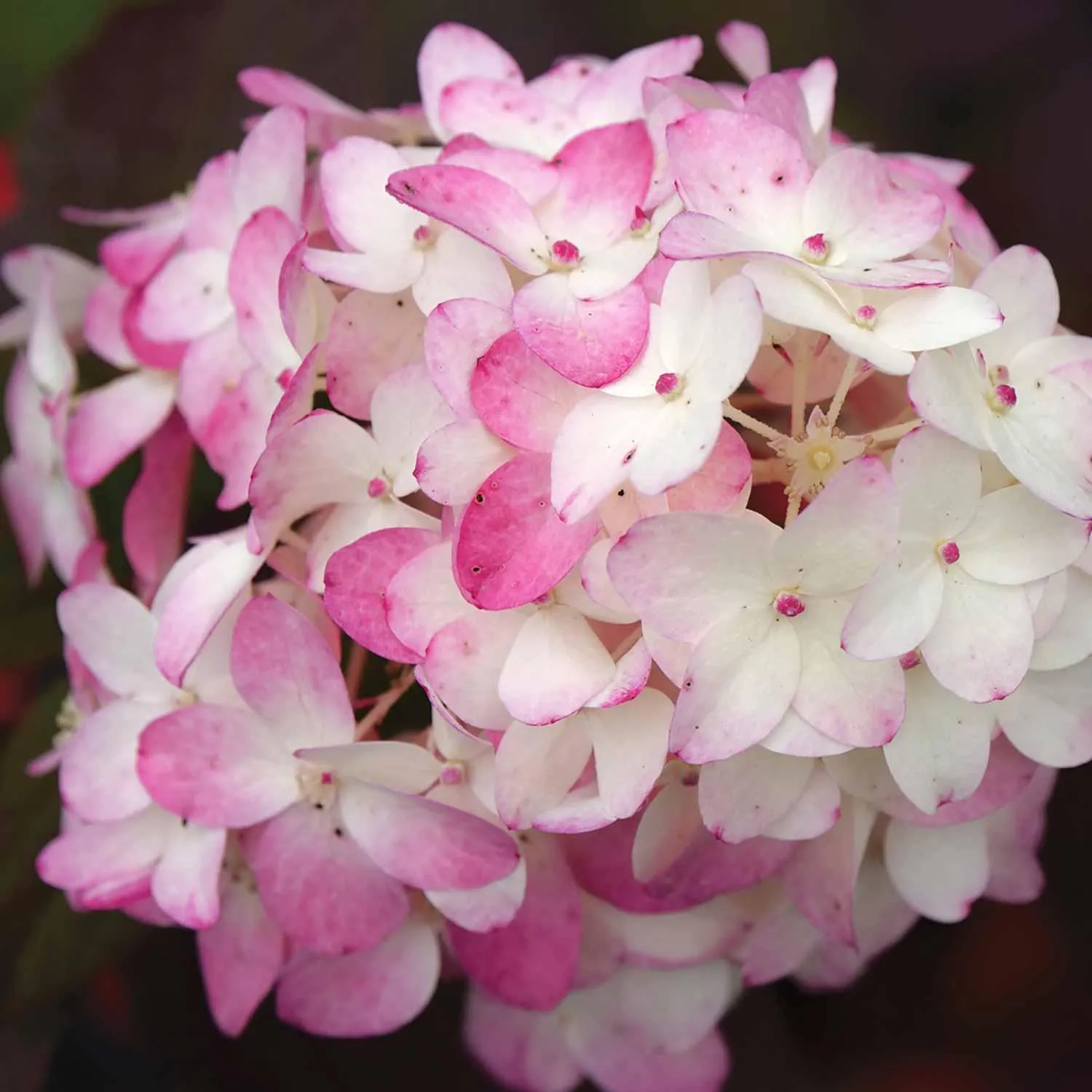 Hydrangea Fire Light Tidbit Pw 2G
