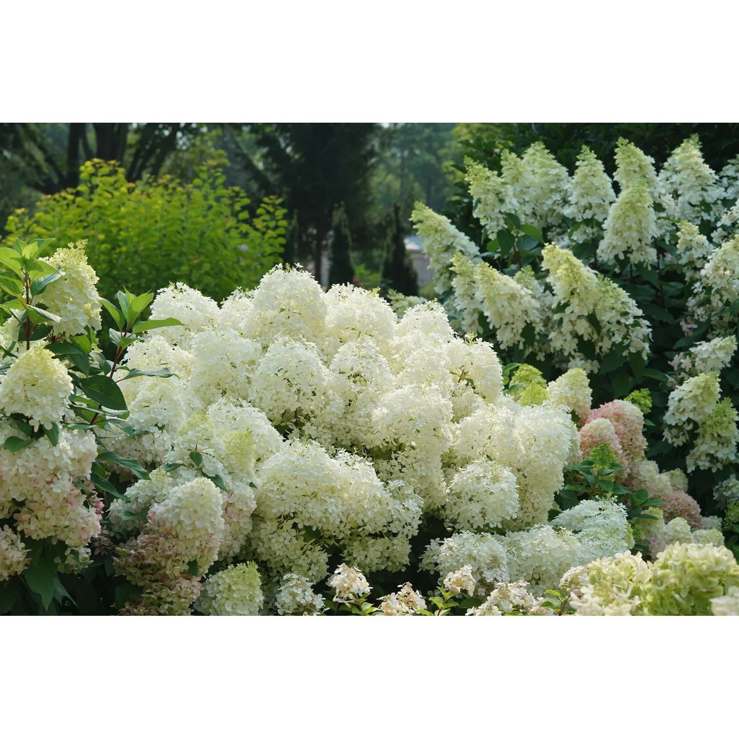 2G Hydrangea Puffer Fish