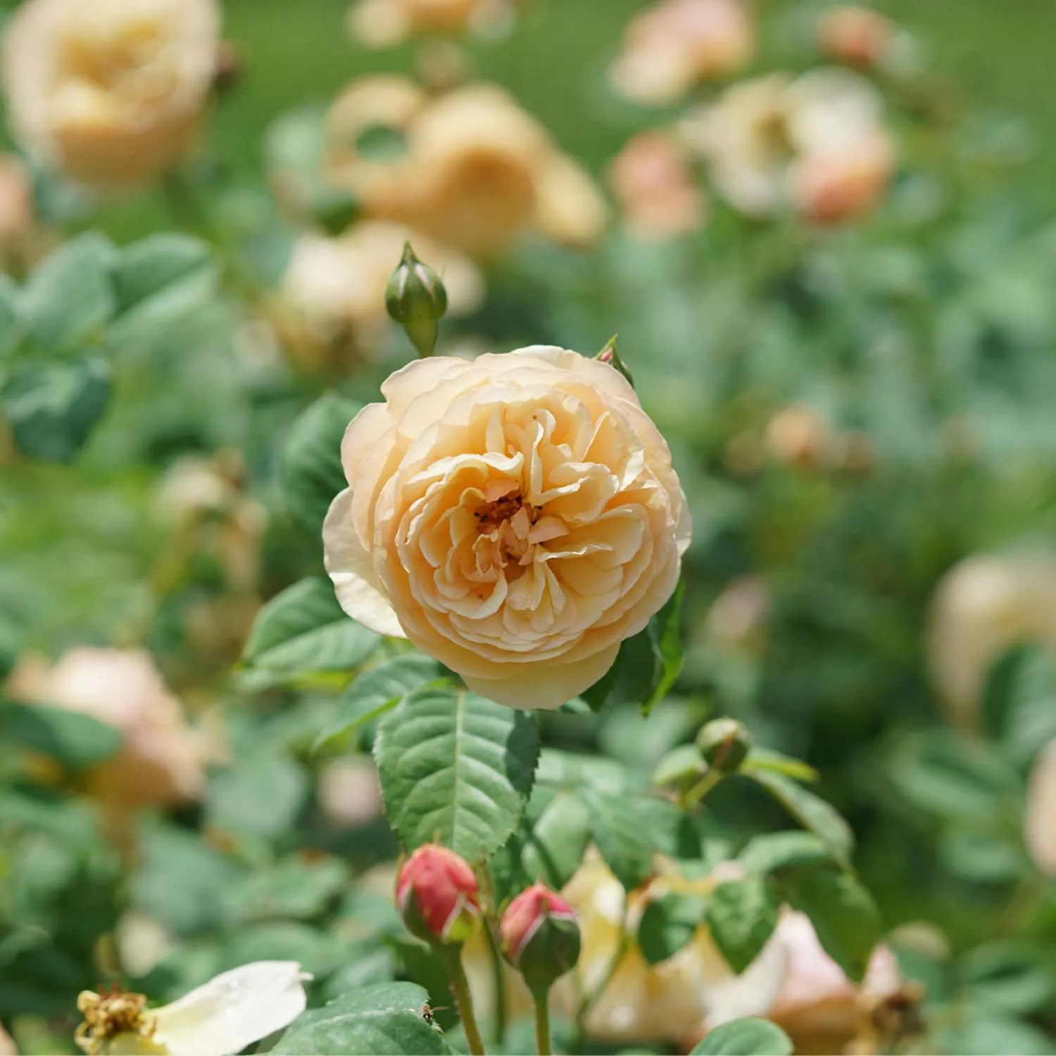 Rose Flavorette Honey-Apricot PW 1 Gal