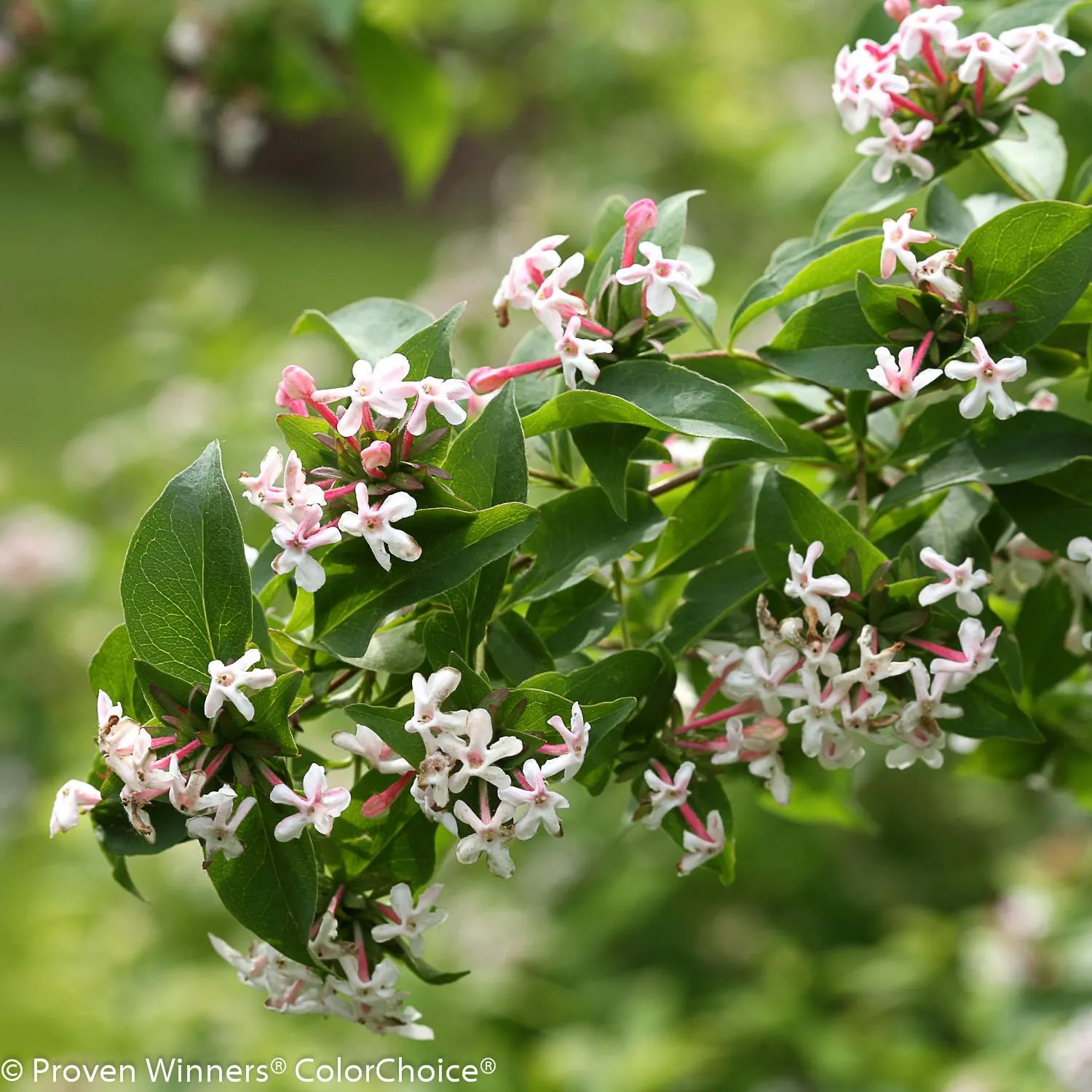 2G Abelia Sweet Emotion