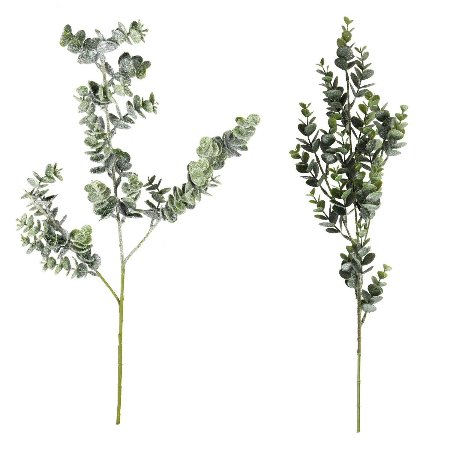 Stem Eucalyptus