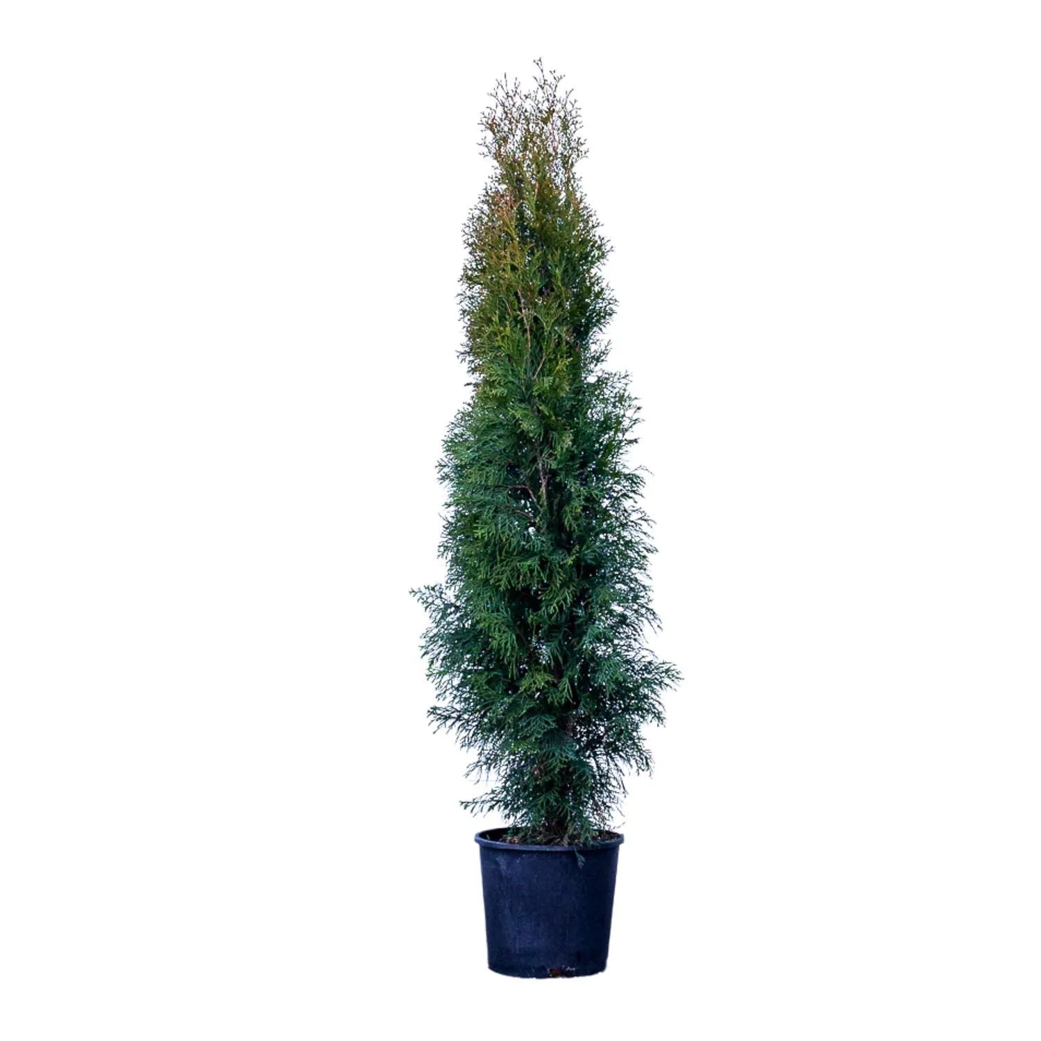 3 Gallon Emerald Cedar Evergreen