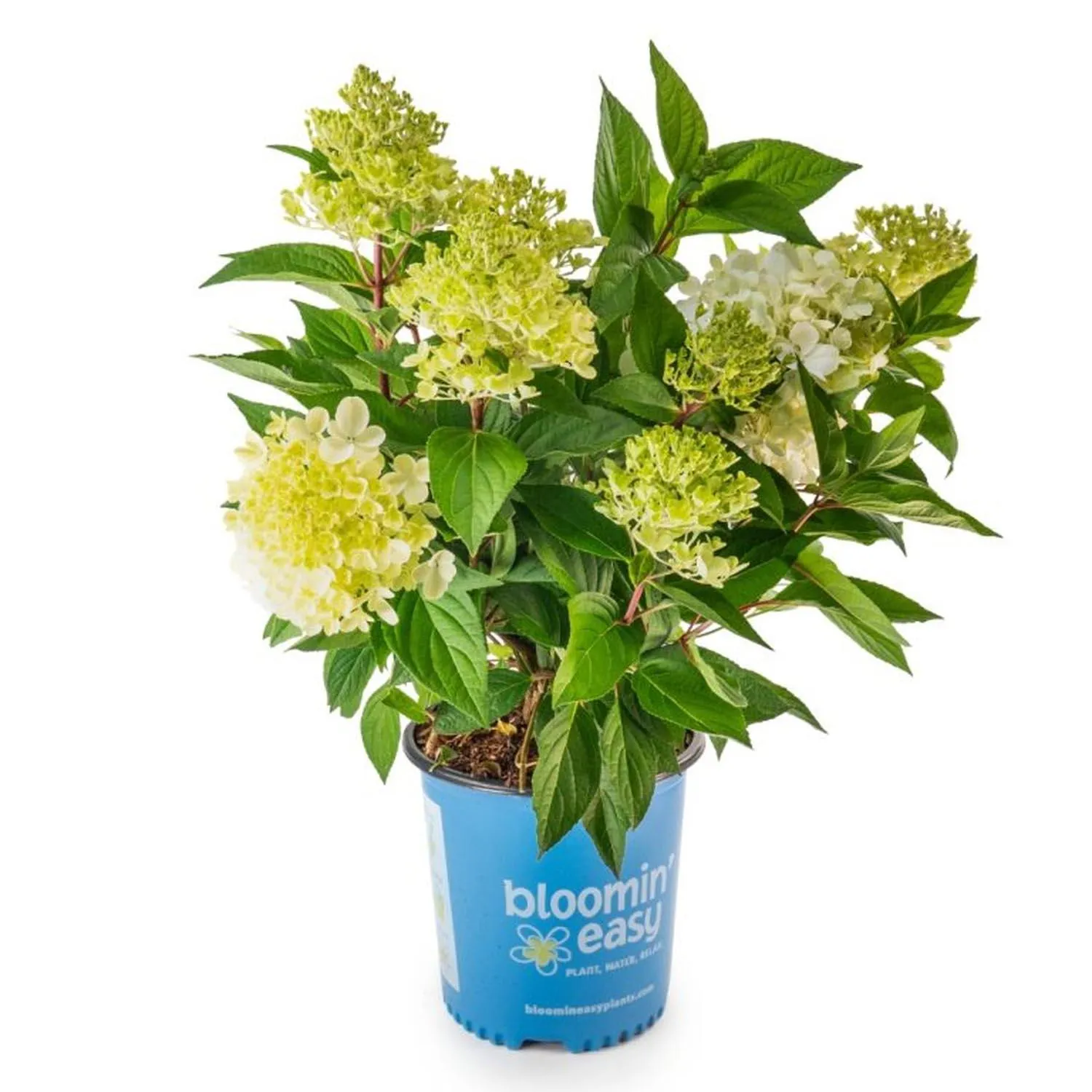 2 Gallon Bouncy Panicle Hydrangea