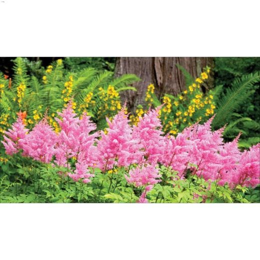 1G Deluxe Astilbe