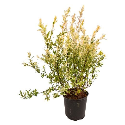 Dappled Willow 2 gal