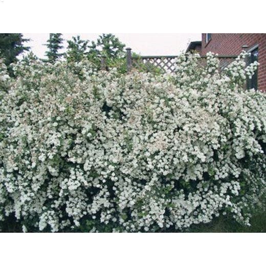 Bridal Wreath Spirea 2 gal