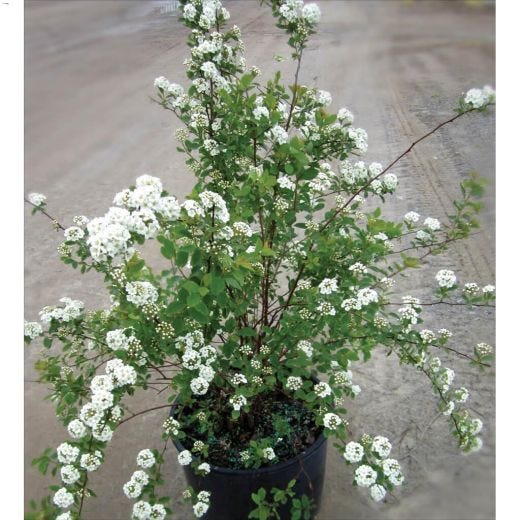 Bridal Wreath Spirea 2 gal