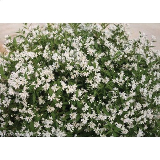 50 cm Yuki Snowflake Deutzia 2 gal Shrub