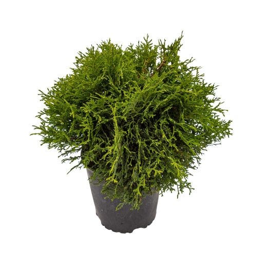 Little Giant Globe Cedar 1 Gal