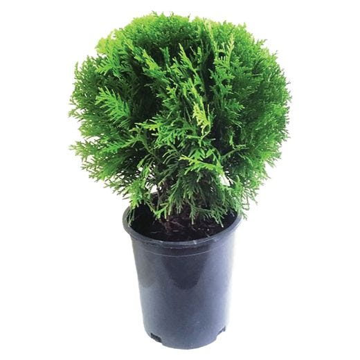 Little Giant Globe Cedar 1 Gal