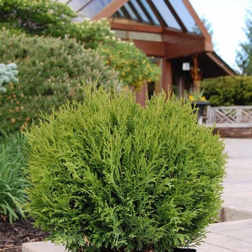Little Giant Globe Cedar 1 Gal
