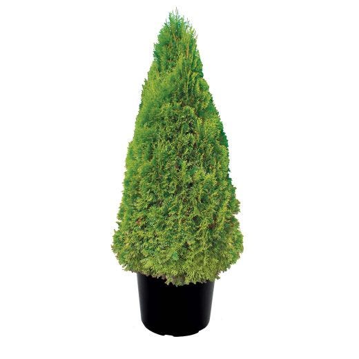 Emerald Cedar 5 gal