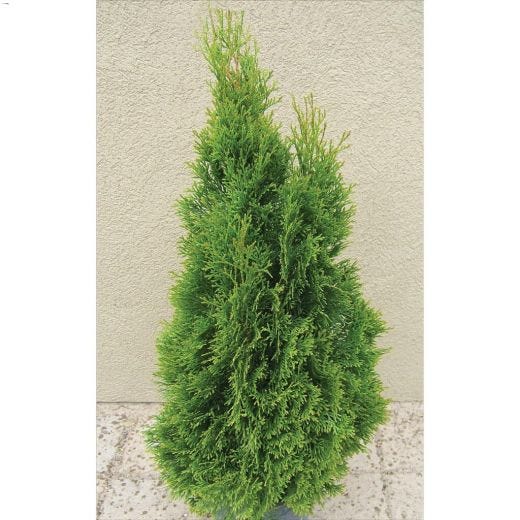 Emerald Cedar 5 gal