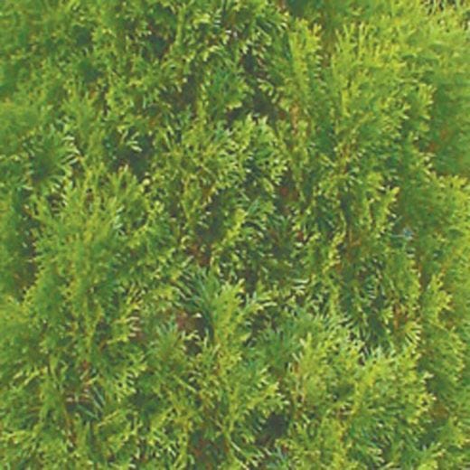 Emerald Cedar 5 gal