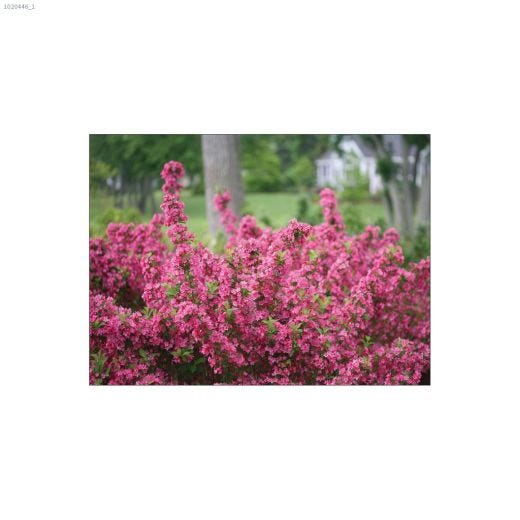 125 cm Sonic Bloom Pink Weigela 2 gal Shrub