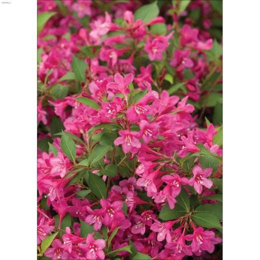 Weigelia rose Sonic Bloom