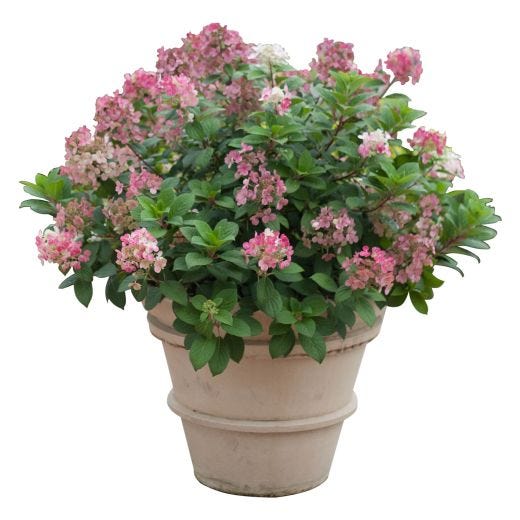 Little Quick Fire Hydrangea PW 2 gal
