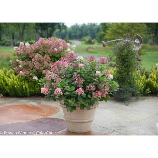 Little Quick Fire Hydrangea PW 2 gal