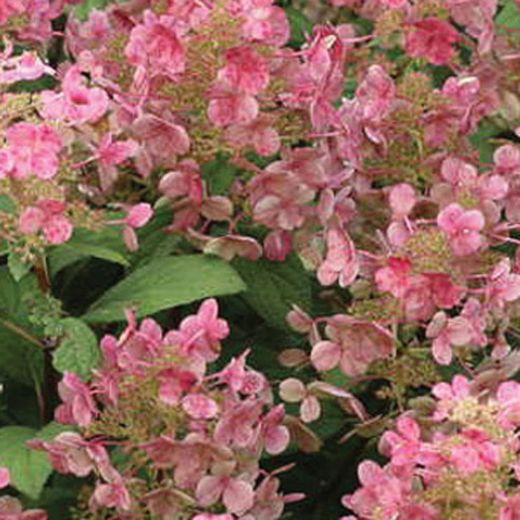 Little Quick Fire Hydrangea PW 2 gal