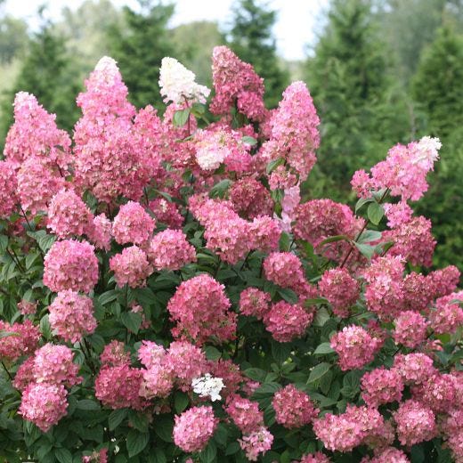 175 cm Fire Light Hydrangea 2 gal Shrub