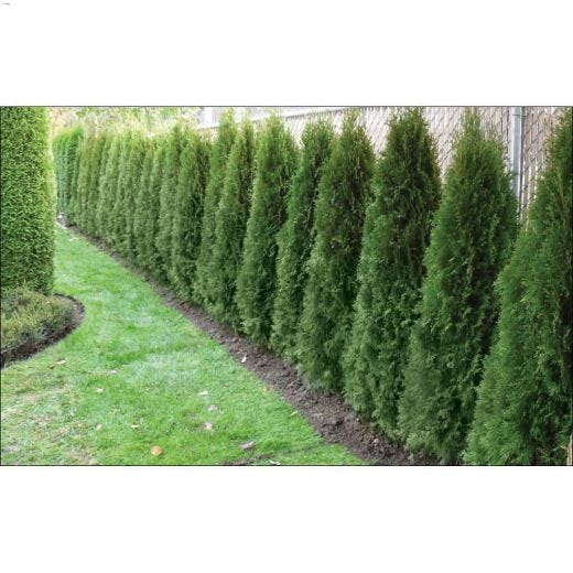 500 cm Brandon Cedar 1 gal Evergreens Shrub
