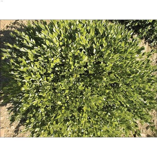 100 cm Green Velvet Boxwood 2 gal Broadleaf Evergreen Shrub