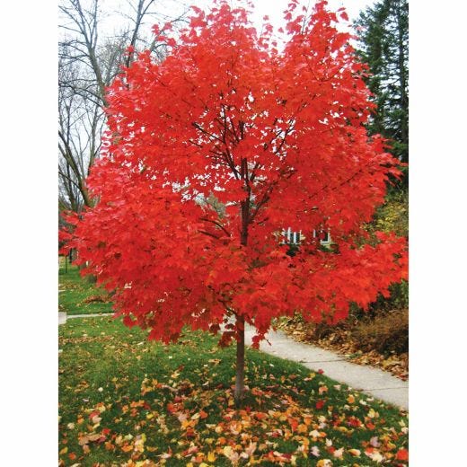 Autumn Blaze Maple 7 gal