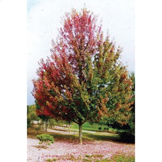 Autumn Blaze Maple 7 gal