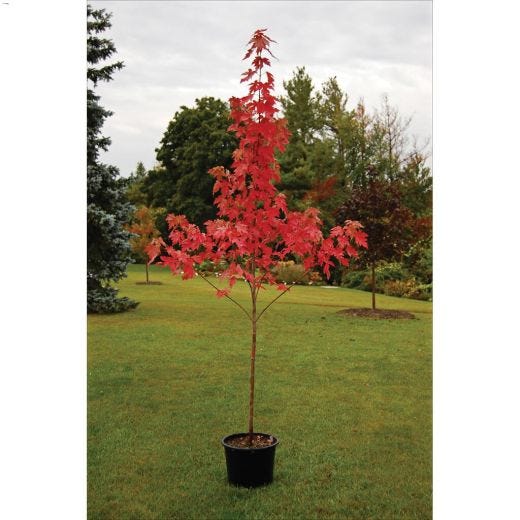 Autumn Blaze Maple 7 gal