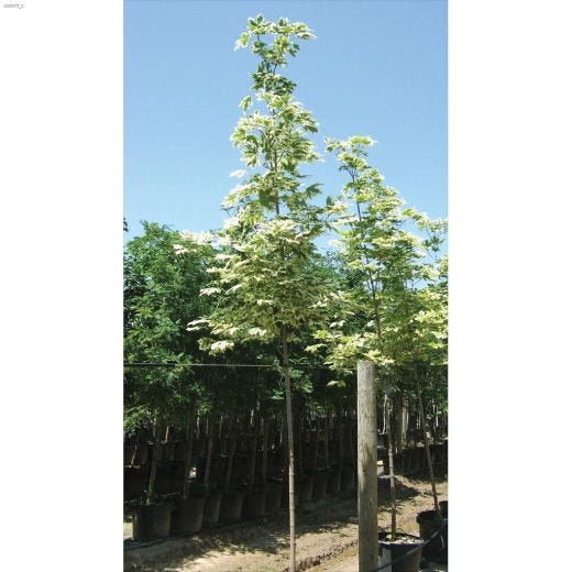 Arbre érable Harlequin Norway 1000  cm et  7  gal