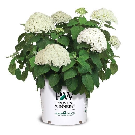 Incrediball Hydrangea 2 Gal