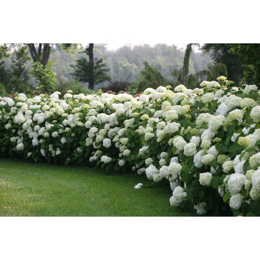 Incrediball Hydrangea 2 Gal