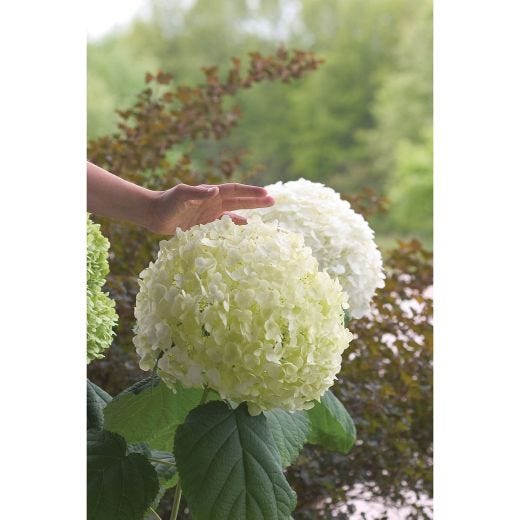Incrediball Hydrangea 2 Gal