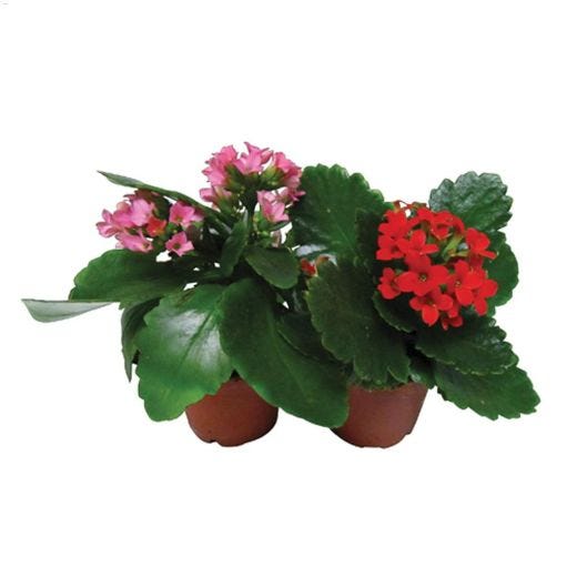 4\" Kalanchoe