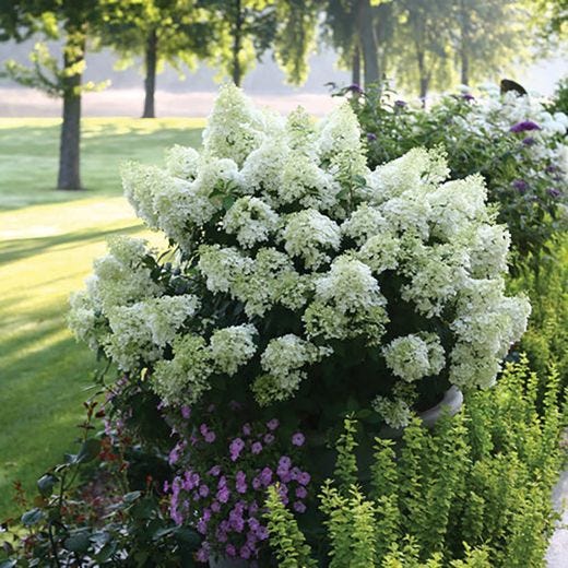 Bobo Hydrangea PW 2G