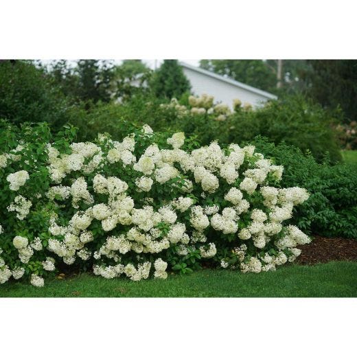 Bobo Hydrangea PW 2G