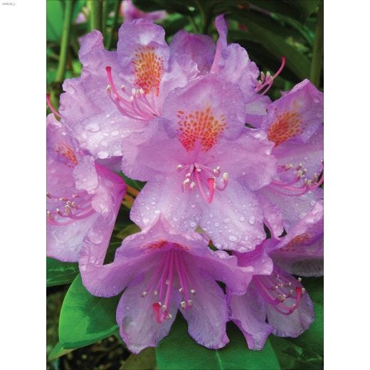 4.5\u201d \u2018Red Fox\u2019 Veronica Perennial