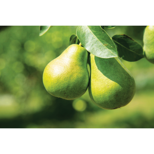 Assorted 7 Gallon Fruit Trees