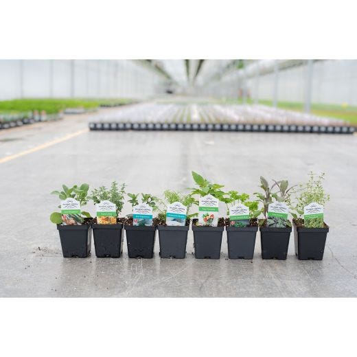 3.5" Assorted Herbs