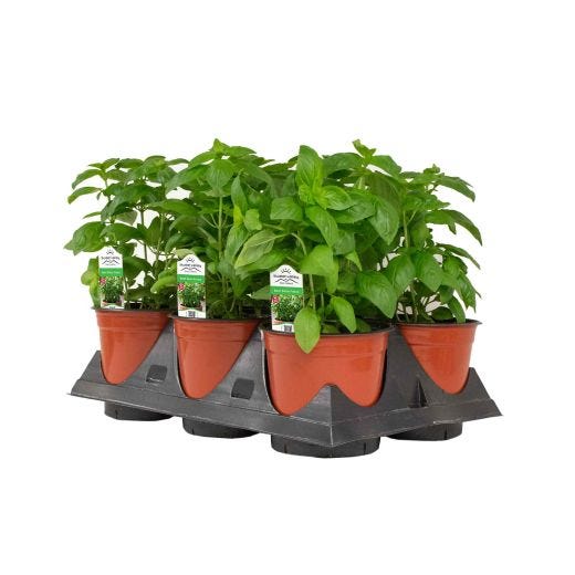 6" Assorted Herbs