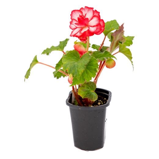 4" Annuals