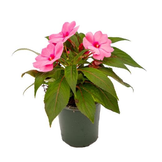 4" Annuals
