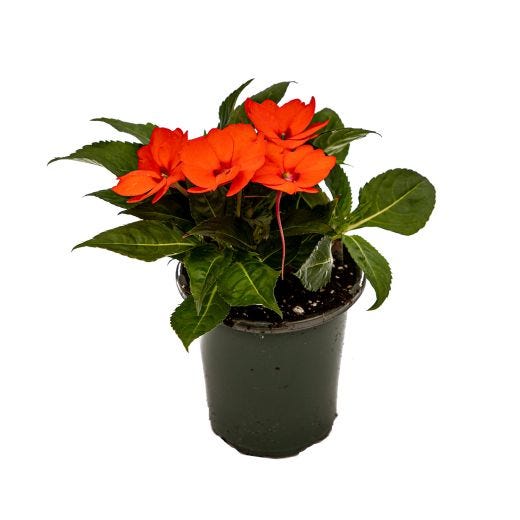 4" Annuals