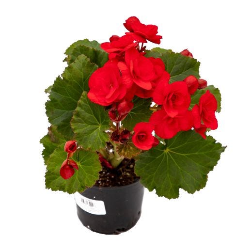 4" Annuals