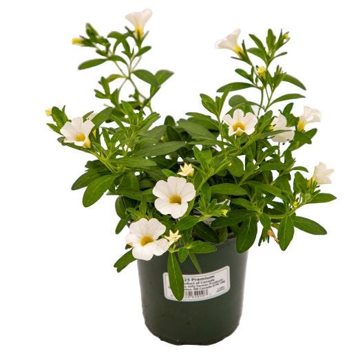 4" Annuals