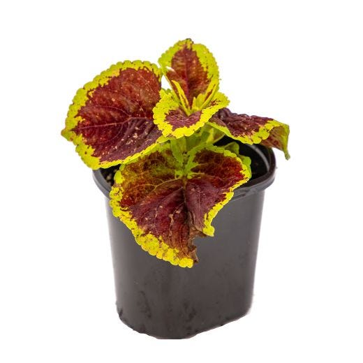 4" Annuals